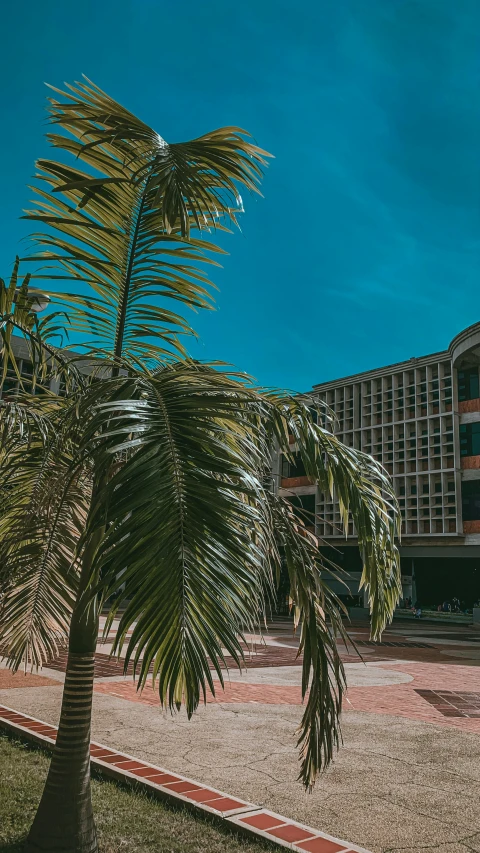 there is a palm tree in front of the building