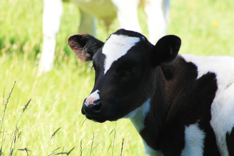 a cow looking into the distance with other cows in the background