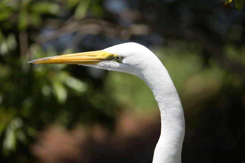 this is a close up po of a white bird