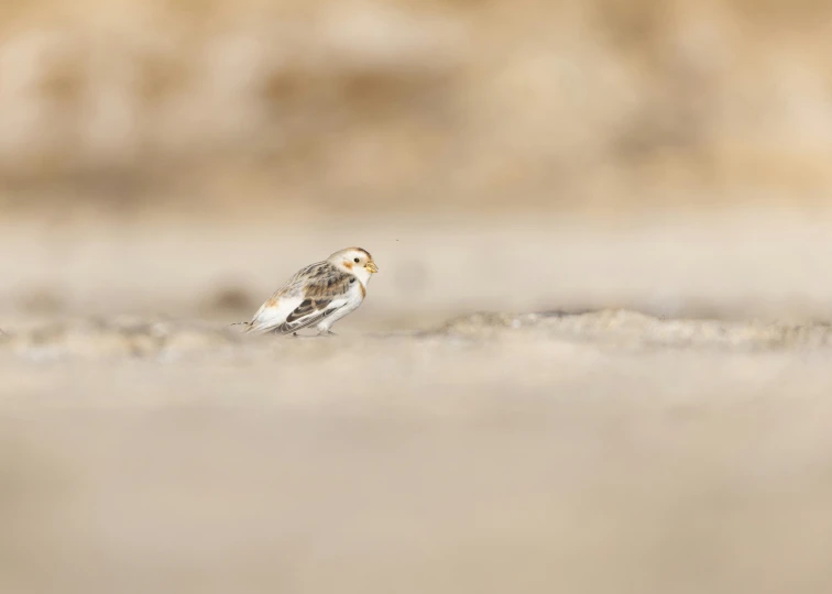 a small bird standing on top of a sandy beach