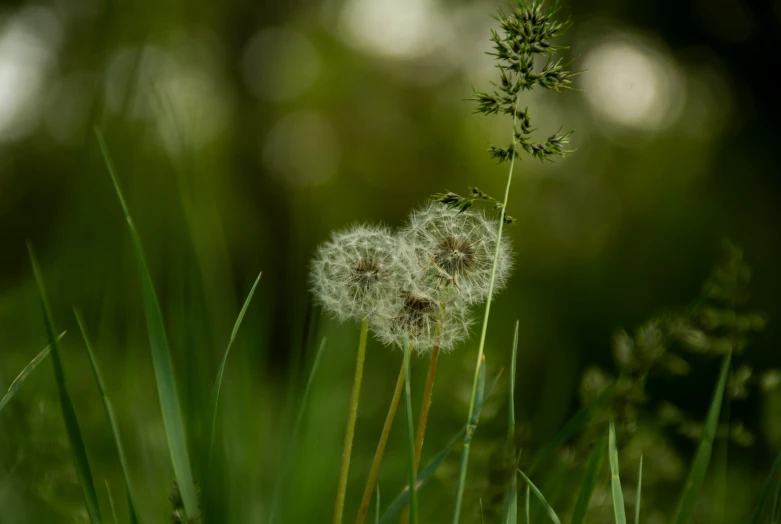 a couple of weeds on a green field