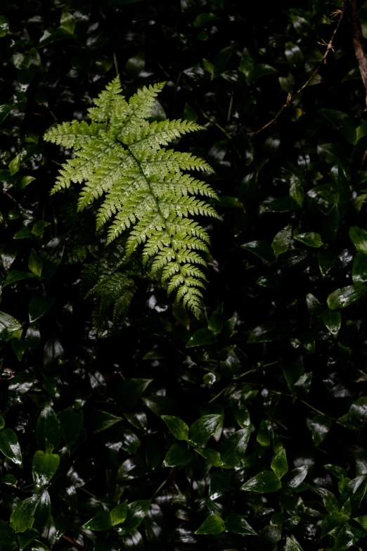 a green plant is growing in the leaves