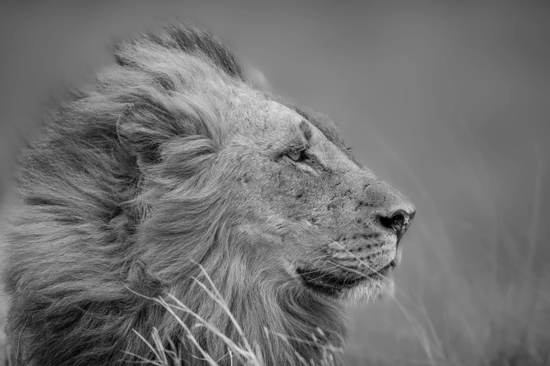 a lion is looking into the distance