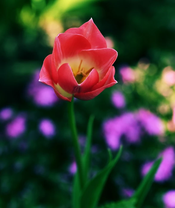 a tulip is in the foreground of other purple flowers