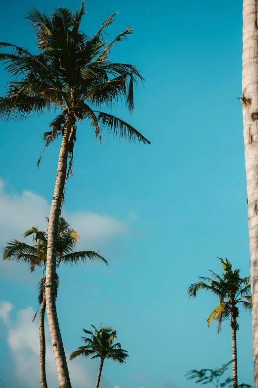 several palm trees are in the sun in the daytime