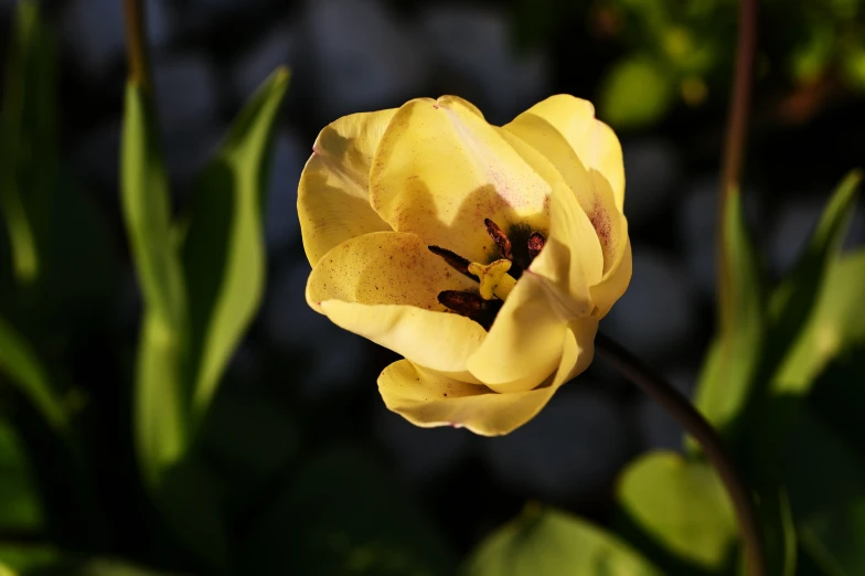 a bright yellow flower with green leaves around it
