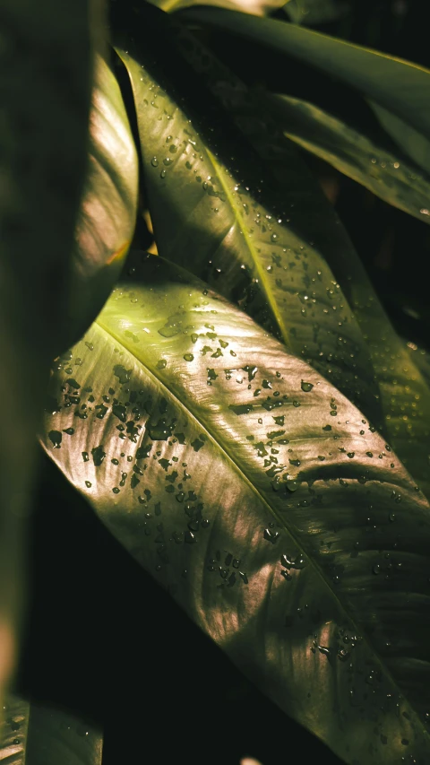 a green plant with water drops on it