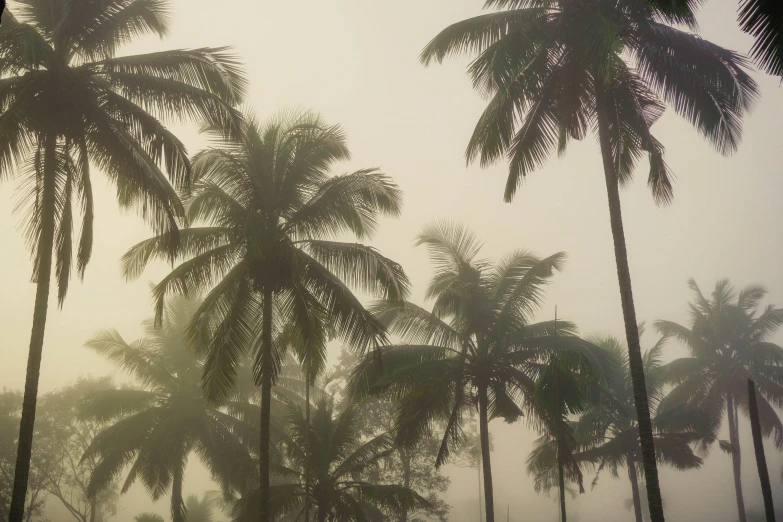 palm trees in a misty forest, with a brown sky