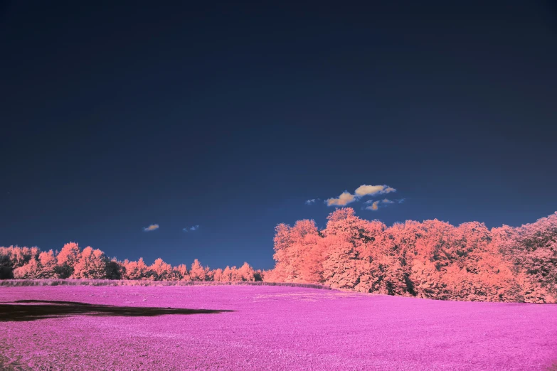 a field of grass with a tree covered field next to it