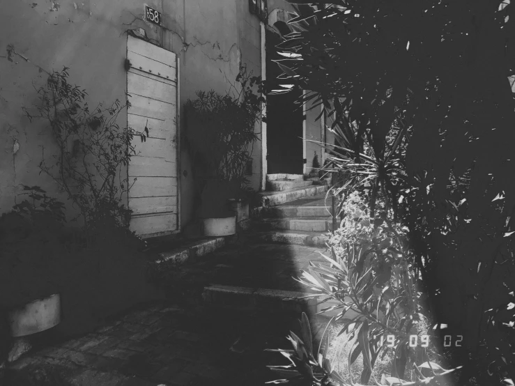 an outdoor view of a doorway, steps and a plant