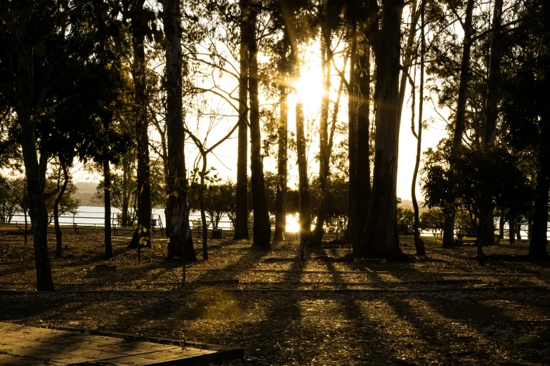 there are trees and benches in the park