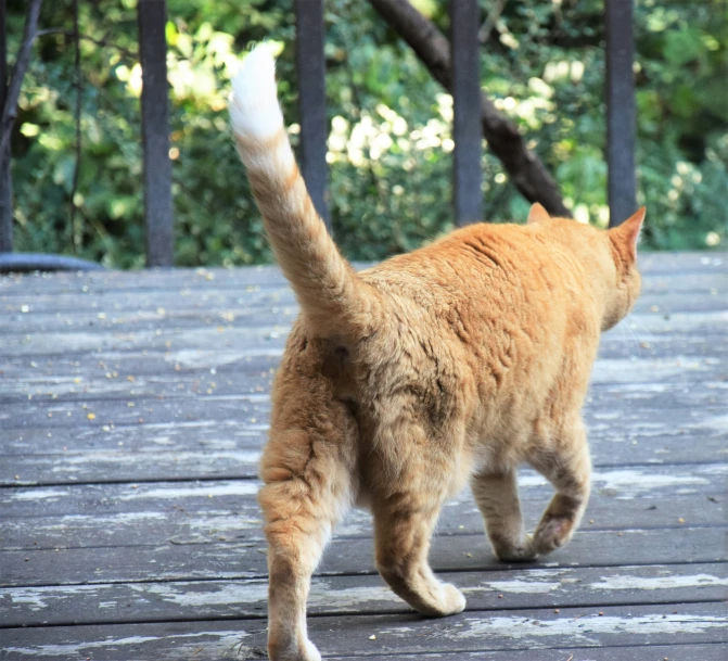 a yellow cat is walking on a wooden deck