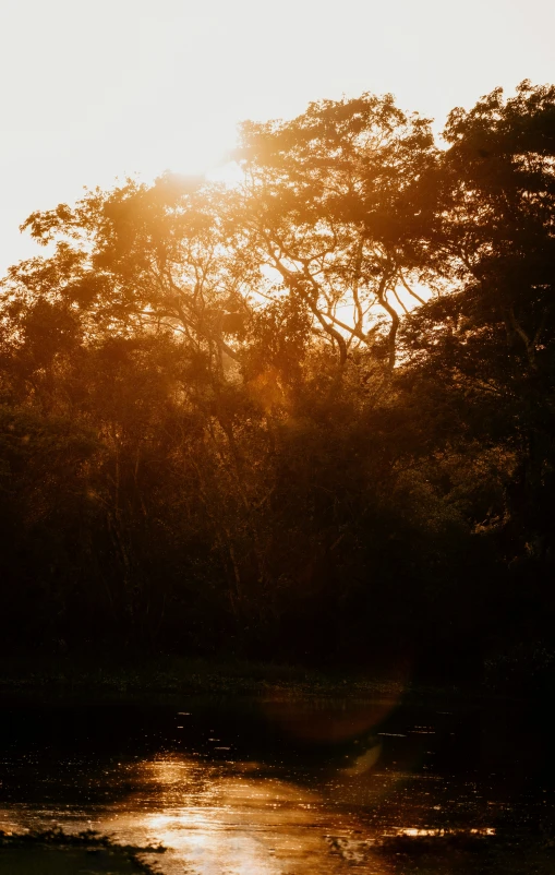 a river with several trees and sun flare behind it