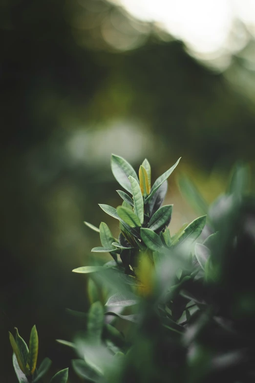 a blurry po of green plants and leaves