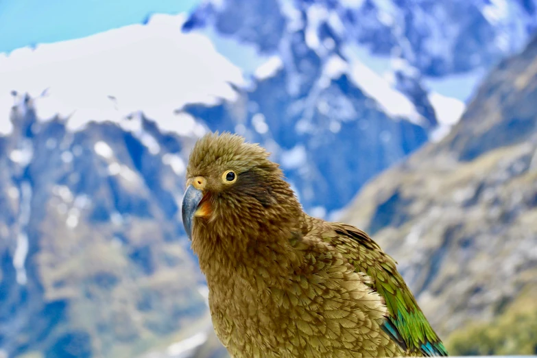 a close up of a bird on top of a wall