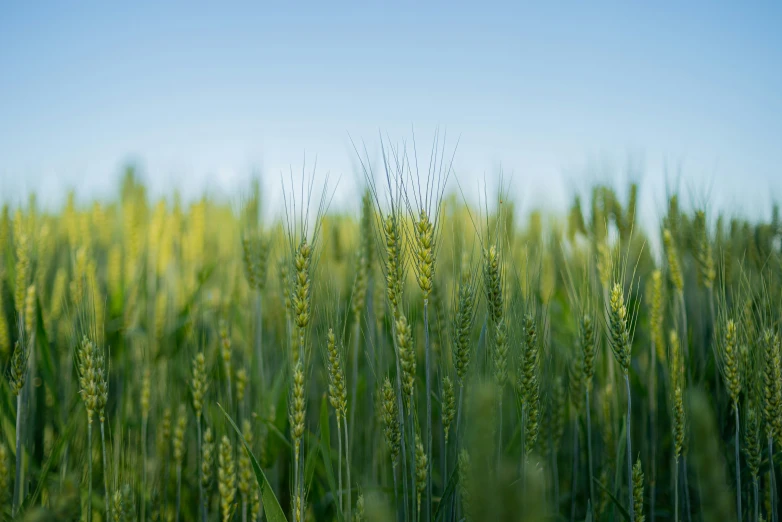 a po taken through tall grass looking up at the sky