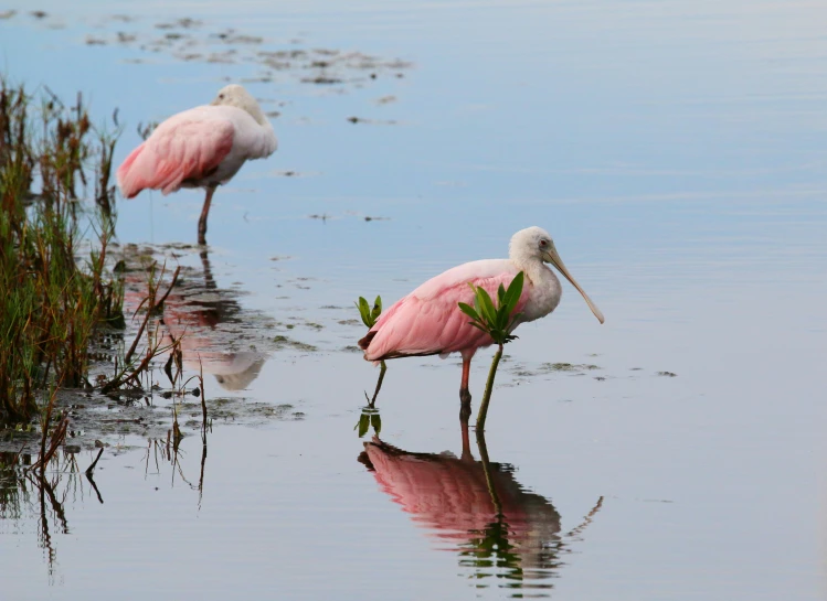 some pink birds with long legs and long beaks