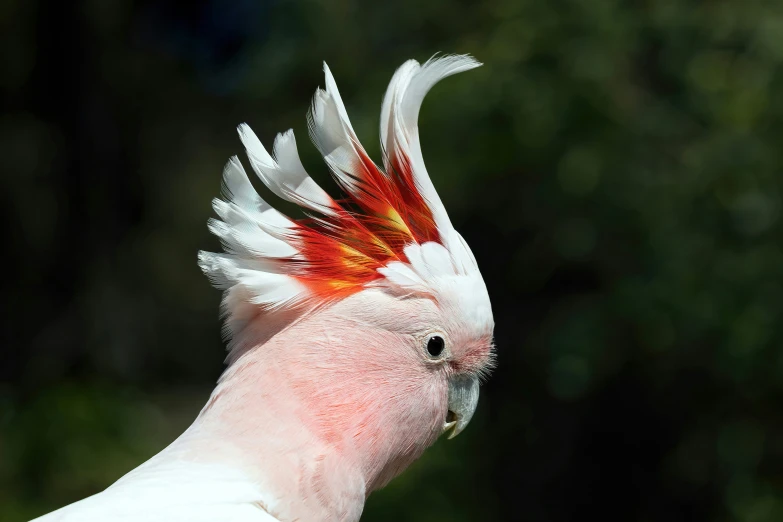 a close up of a bird with red, white and green feathers