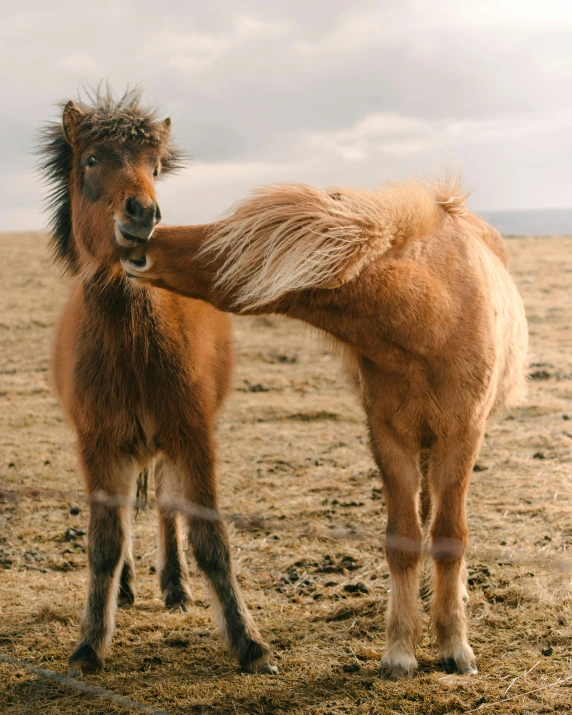 an older shetland pony has a gy mane and nose