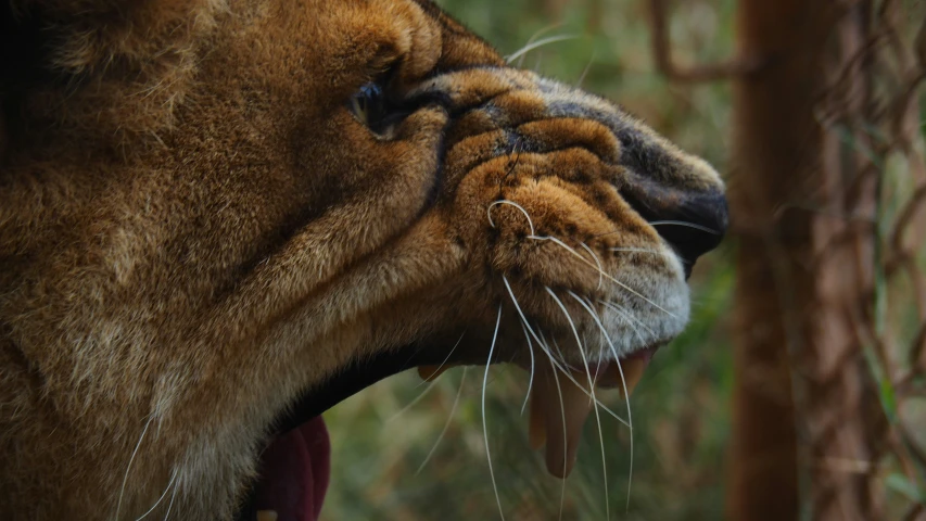 a lion roaring its mouth in the forest