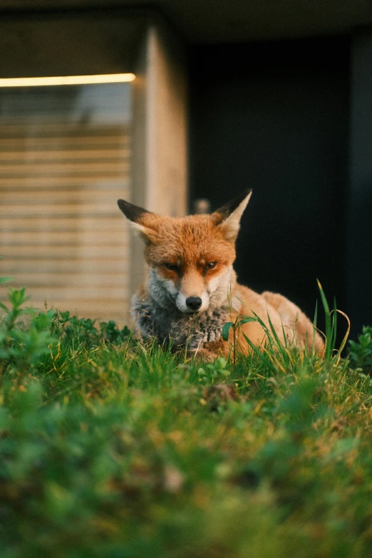 the fox is resting in the green grass
