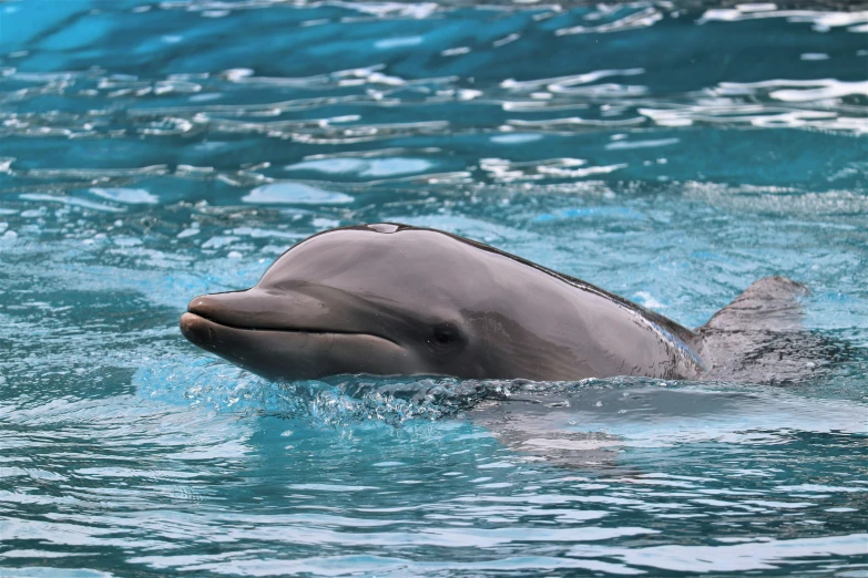 a dolphin in a blue body of water