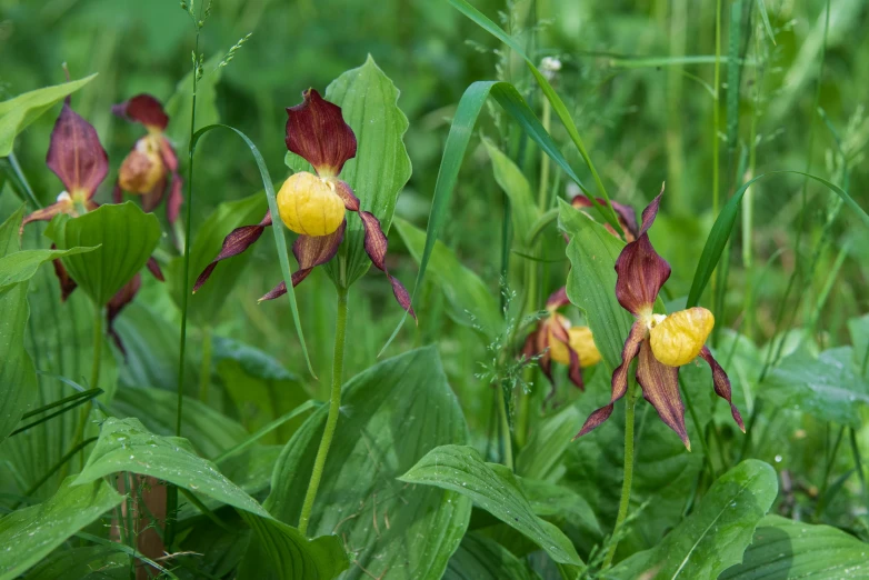 some flowers growing in the grass on a sunny day