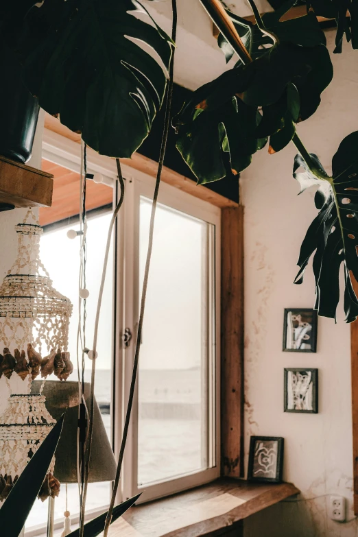 a potted plant hanging near a wooden window