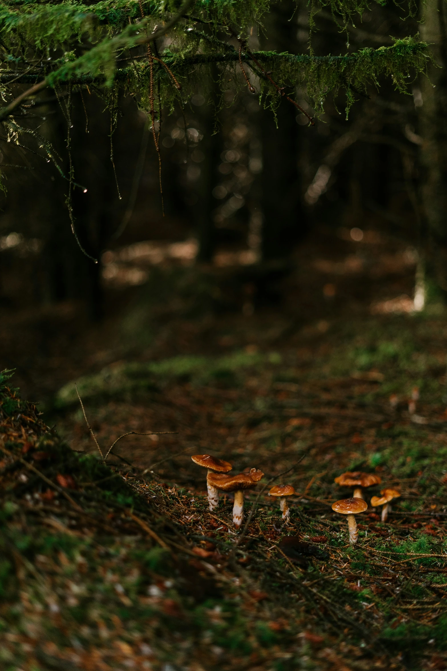 two mushrooms stand alone in the woods