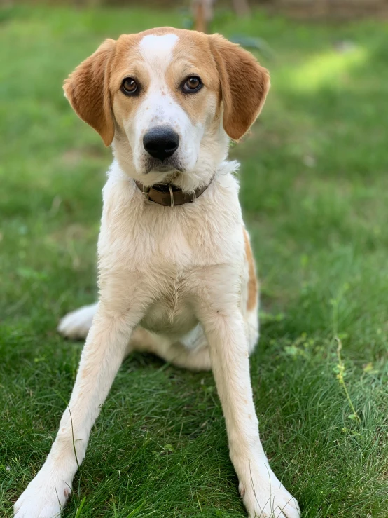 a tan dog on a grass field with it's head in the air