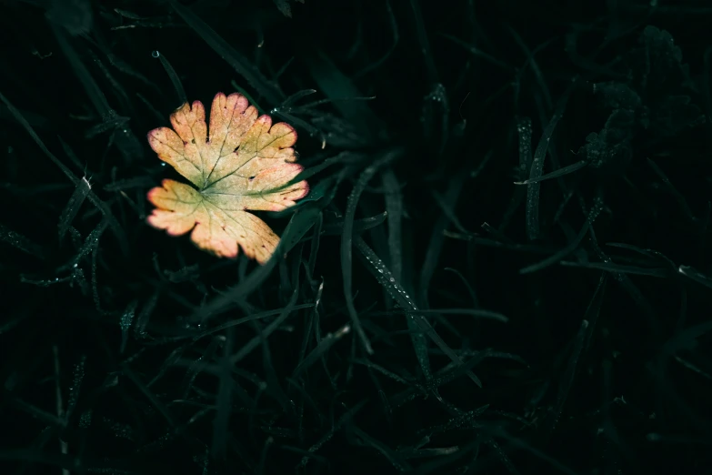 a yellow leaf with green tips sitting in some water