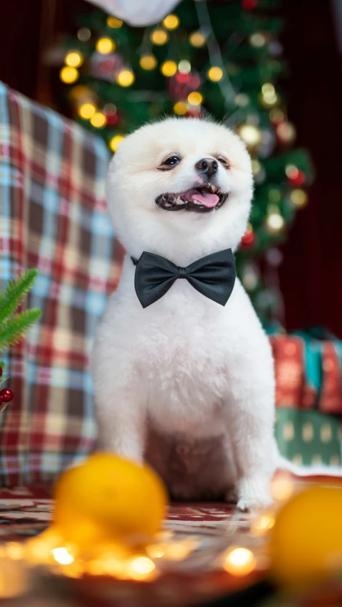 small dog in bow tie posing for picture