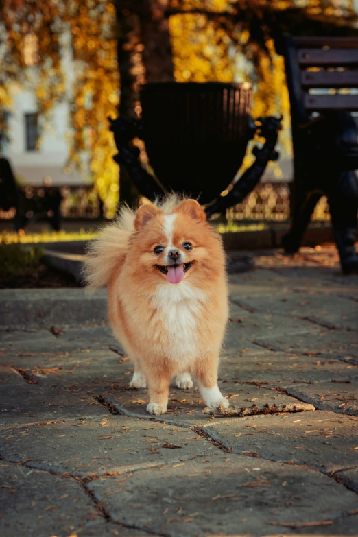 a small dog stands on bricks outside by the park