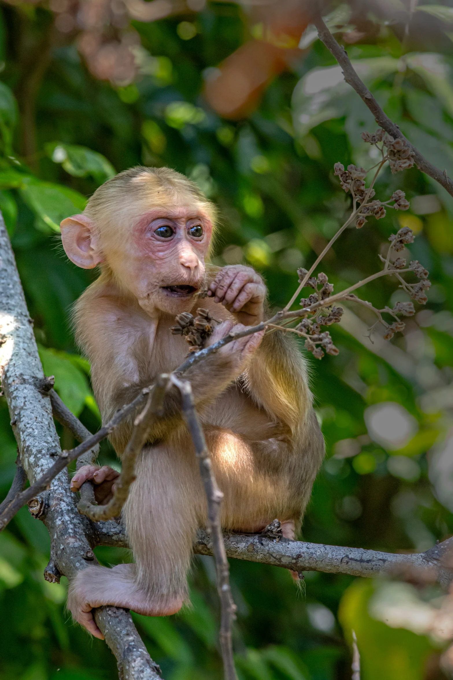 a monkey is on a tree with it's tongue out