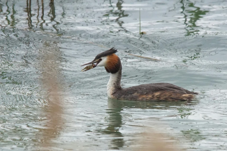 an image of a duck that is in the water