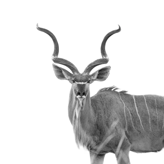 an animal with long horns on it is looking straight ahead