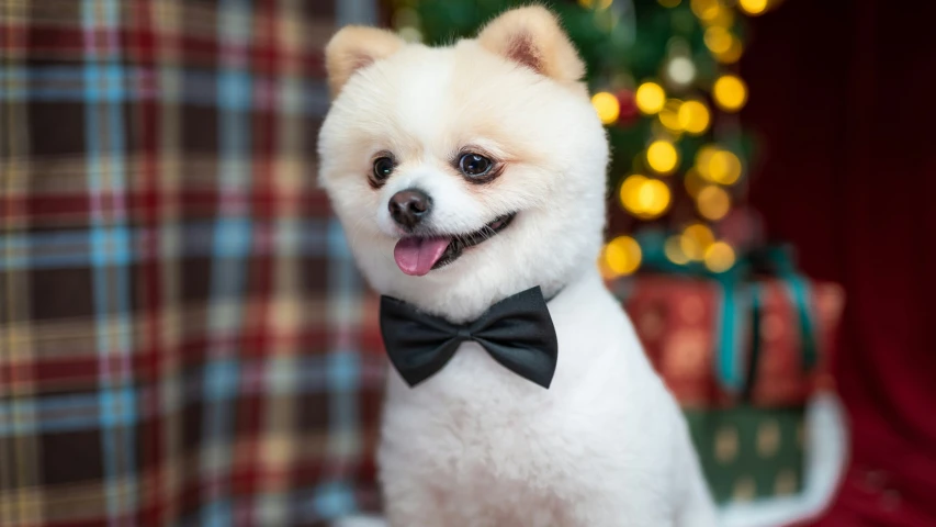 the small dog is dressed in a bow tie