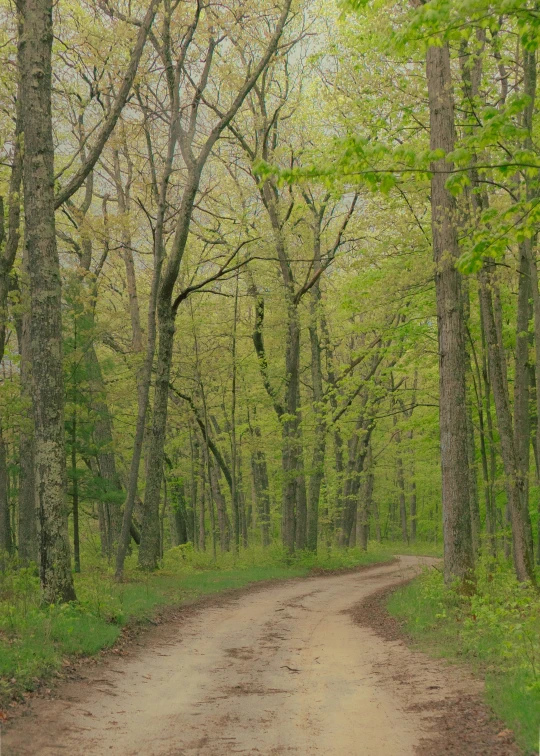 the road splits through a green area with lots of trees