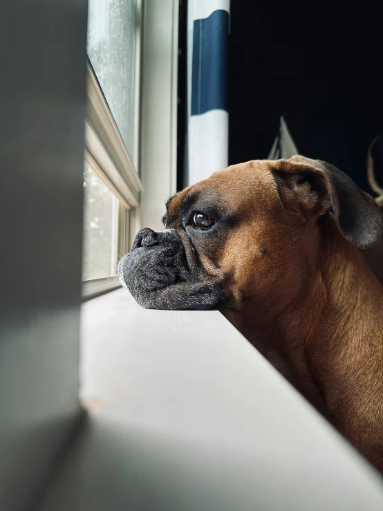 dog sticking its head out a window on the side of the house