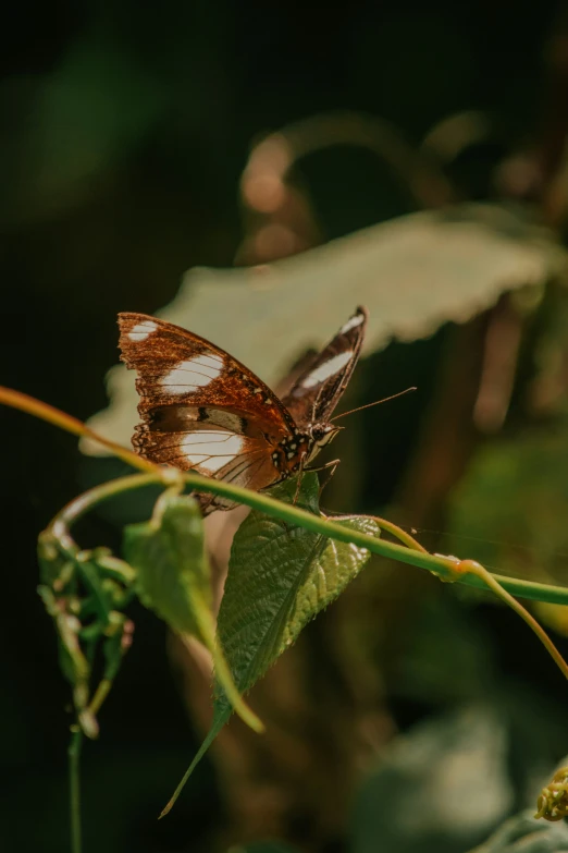 a erfly is sitting on the green leaves