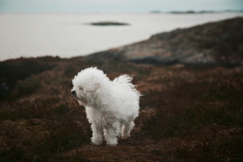 a small white dog standing on top of a grass covered field