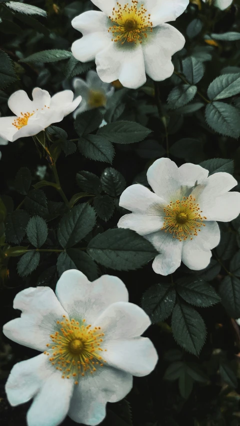 white flowers are blooming in a garden