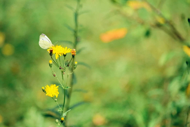 the small flower is yellow and has green leaves