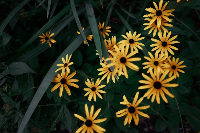 some very pretty flowers in a big bunch