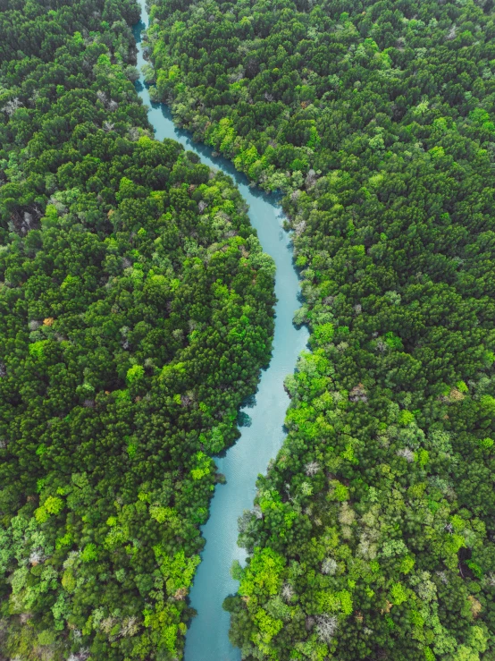 an aerial view of a river between two rows of trees