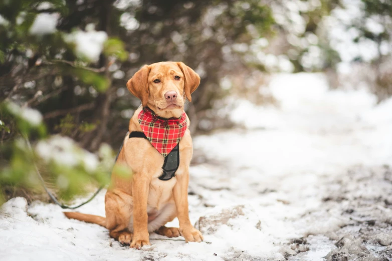 the dog sits in the snow with his collar on