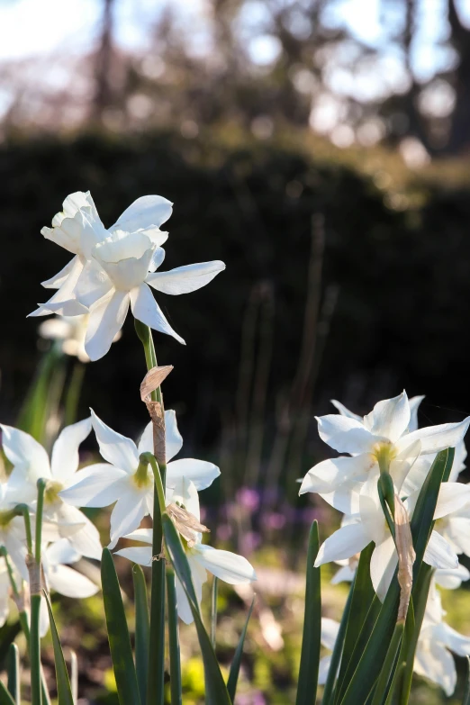 group of white flowers with very green stems