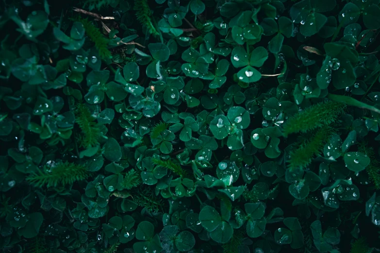 the green plant covers all the way through the night