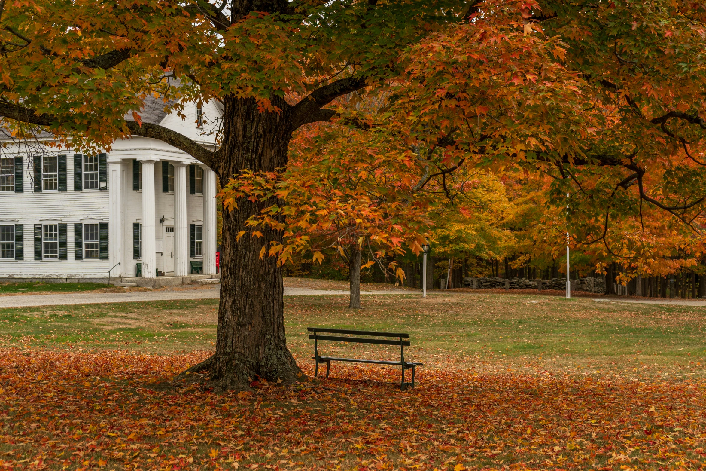 two benches under the trees are covered in autumn leaves