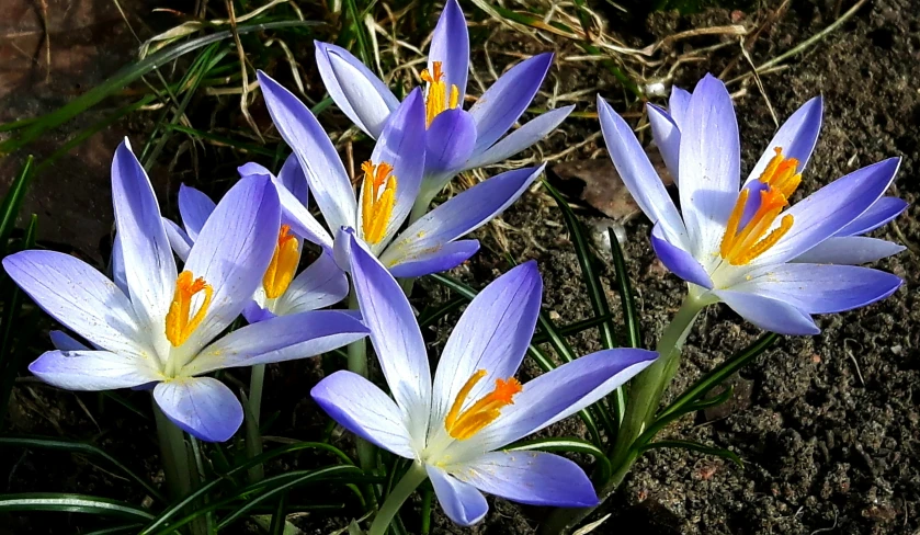 blue and yellow crocus flowers in the sun